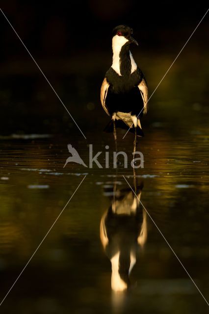 Sporenkievit (Vanellus spinosus)