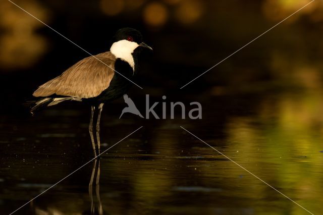 Sporenkievit (Vanellus spinosus)