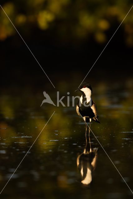 Spur-winged Plover (Vanellus spinosus)