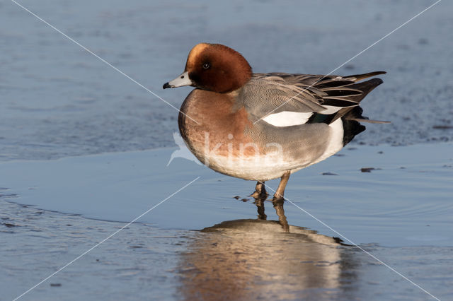 Wigeon (Anas penelope)