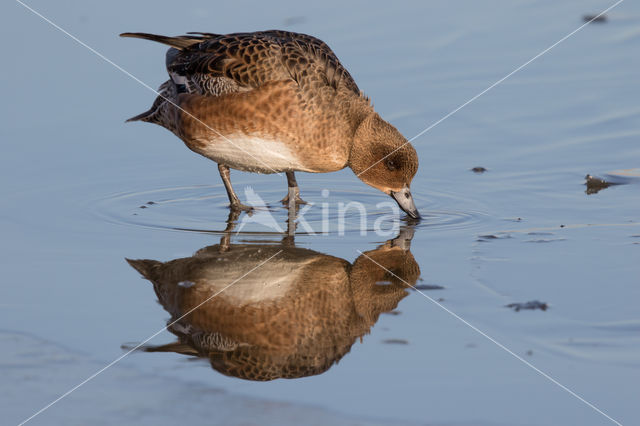 Wigeon (Anas penelope)