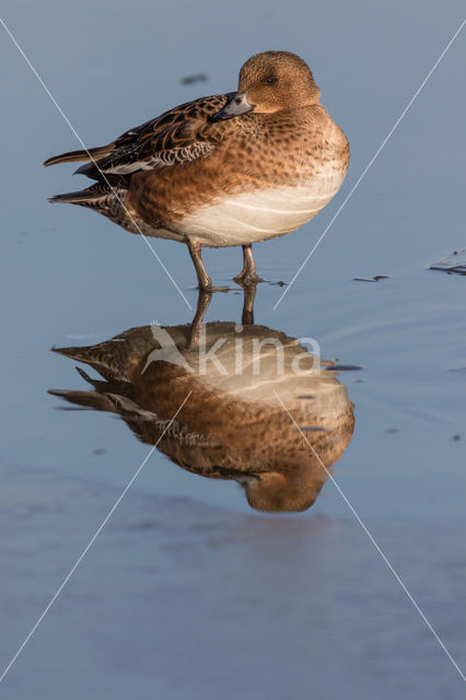 Wigeon (Anas penelope)