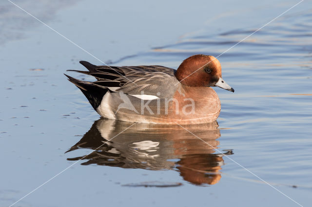 Wigeon (Anas penelope)