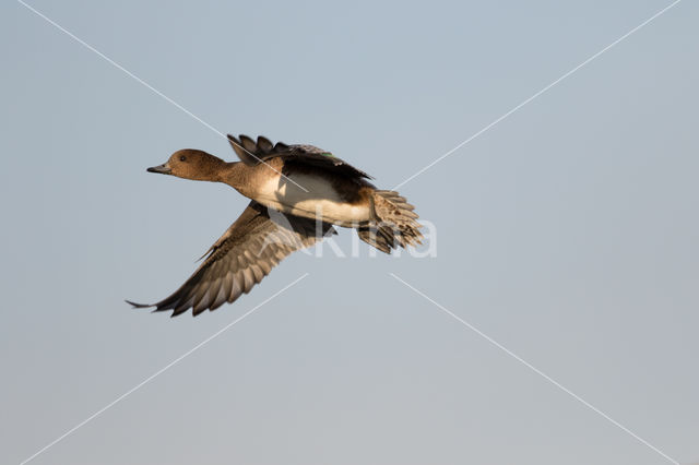 Wigeon (Anas penelope)