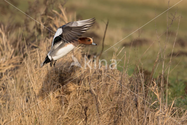 Wigeon (Anas penelope)