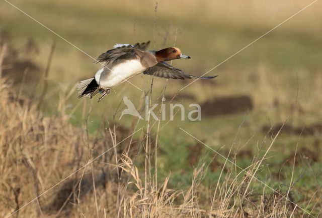 Wigeon (Anas penelope)