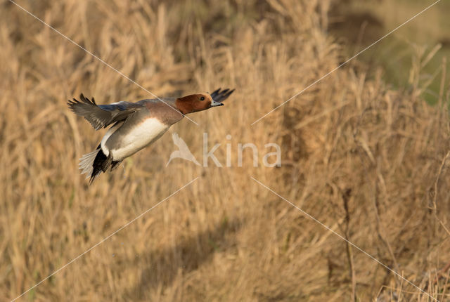 Wigeon (Anas penelope)