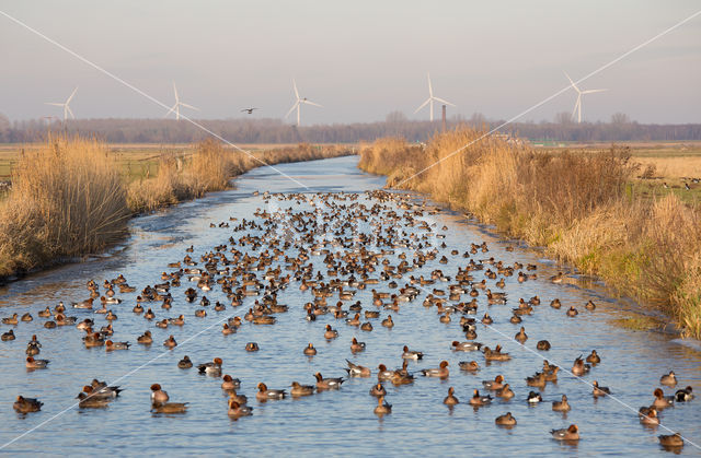 Wigeon (Anas penelope)