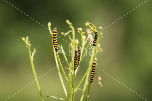 The Cinnabar (Tyria jacobaeae)