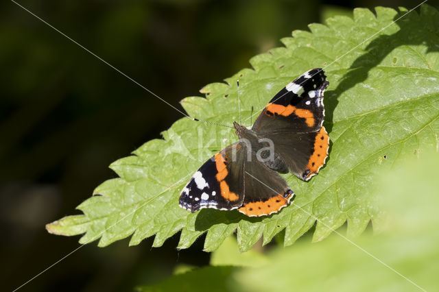 Red Admiral (Vanessa atalanta)