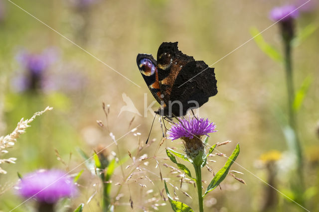 Peacock (Inachis io)