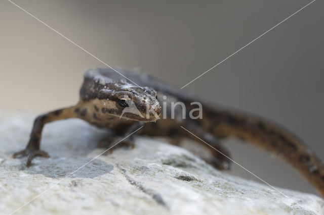 Kleine watersalamander (Triturus vulgaris)