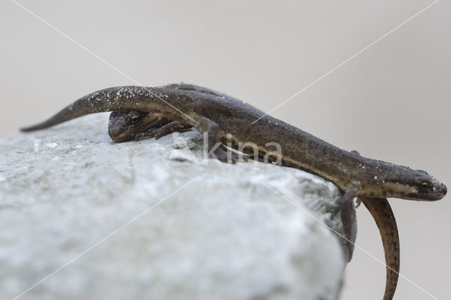 Kleine watersalamander (Triturus vulgaris)