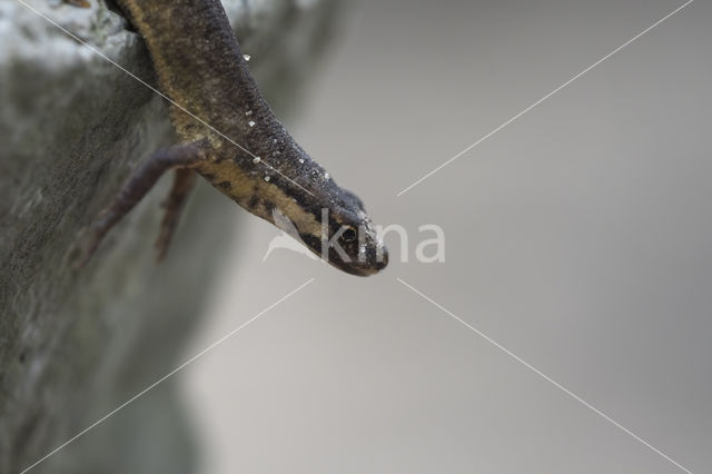 Smooth Newt (Triturus vulgaris)