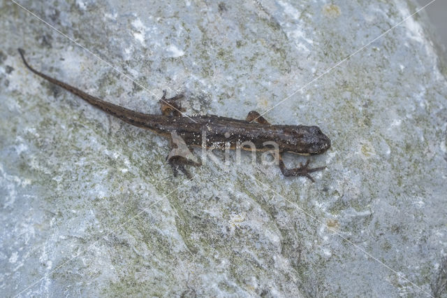 Kleine watersalamander (Triturus vulgaris)