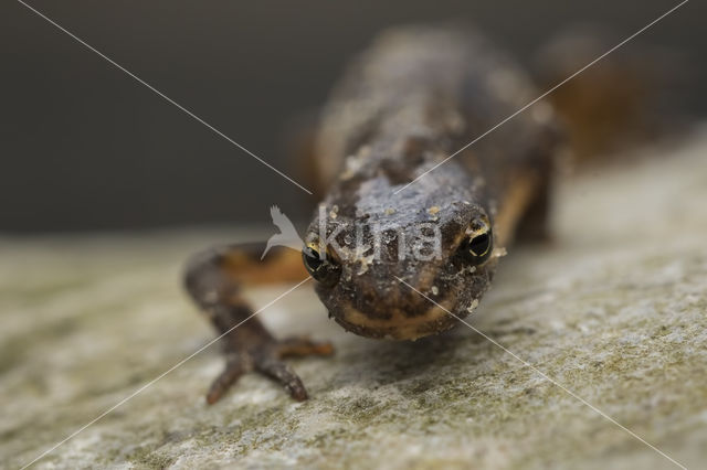 Kleine watersalamander (Triturus vulgaris)