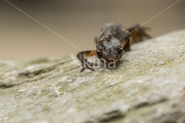 Smooth Newt (Triturus vulgaris)