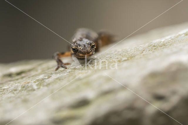 Smooth Newt (Triturus vulgaris)