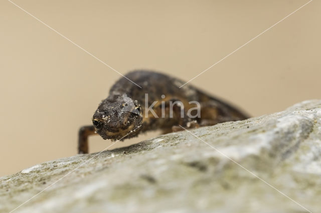 Kleine watersalamander (Triturus vulgaris)