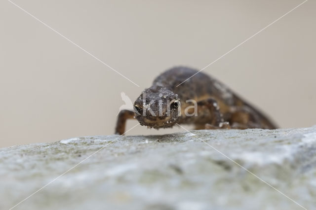 Smooth Newt (Triturus vulgaris)