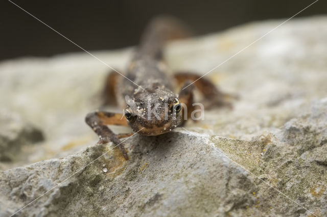 Smooth Newt (Triturus vulgaris)