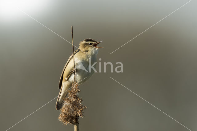 Sedge Warbler (Acrocephalus schoenobaenus)