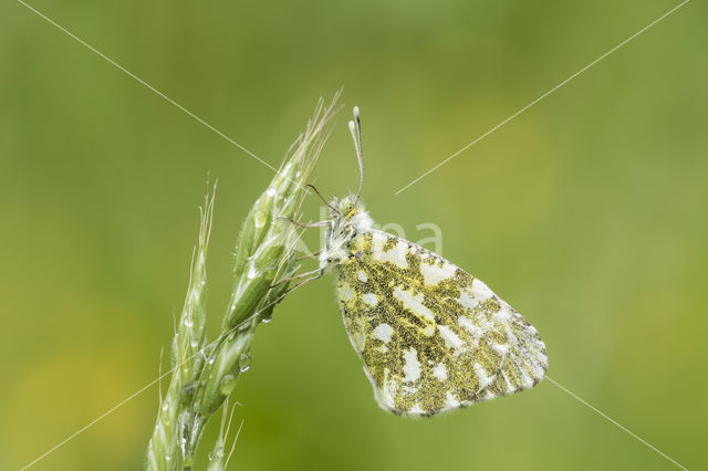 Oranjetipje (Anthocharis cardamines)