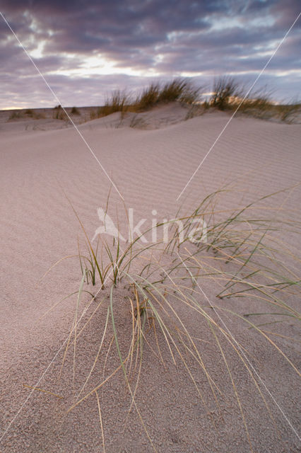 Marram (Ammophila arenaria)