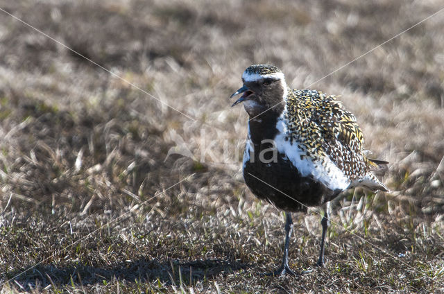 Goudplevier (Pluvialis apricaria)