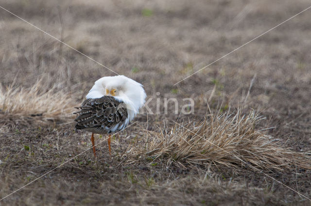 Kemphaan (Philomachus pugnax)