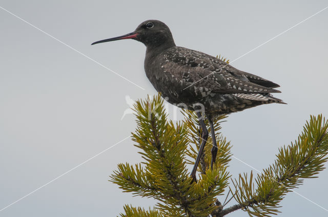 Spotted Redshank (Tringa erythropus)