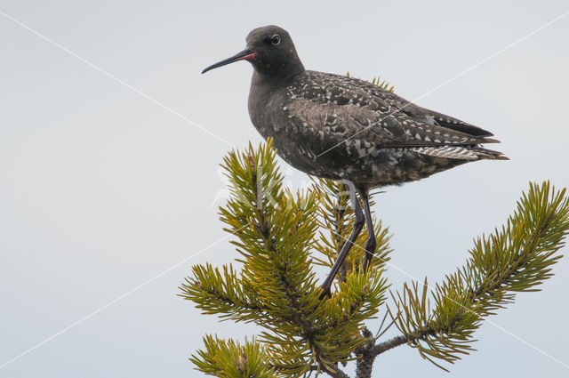 Spotted Redshank (Tringa erythropus)