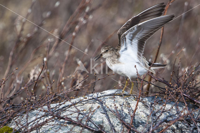 Temmincks Strandloper (Calidris temminckii)