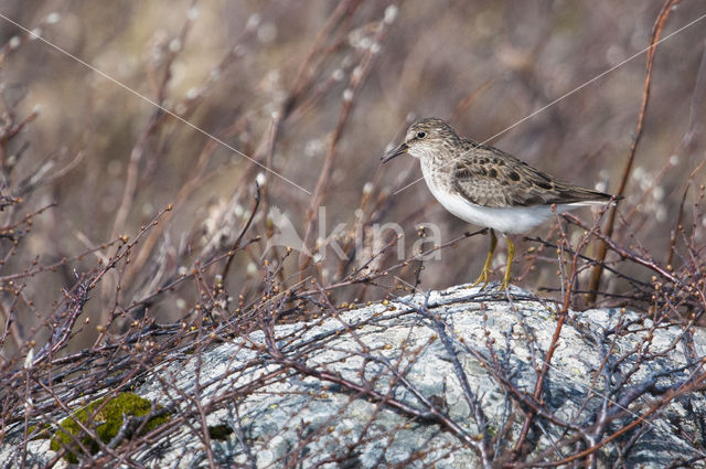 Temmincks Strandloper (Calidris temminckii)