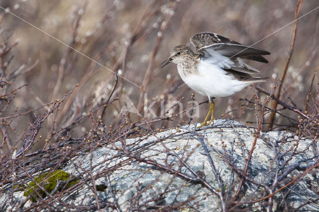 Temmincks Strandloper (Calidris temminckii)