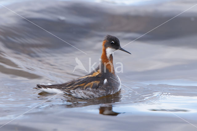 Grauwe Franjepoot (Phalaropus lobatus)