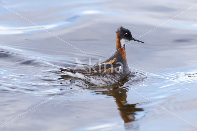 Red-necked Phalarope (Phalaropus lobatus)