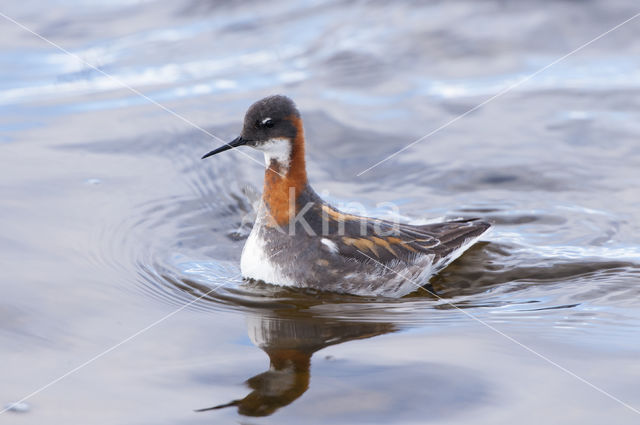 Red-necked Phalarope (Phalaropus lobatus)