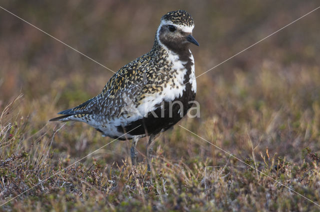 Goudplevier (Pluvialis apricaria)