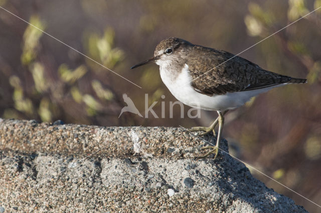 Oeverloper (Actitis hypoleucos)