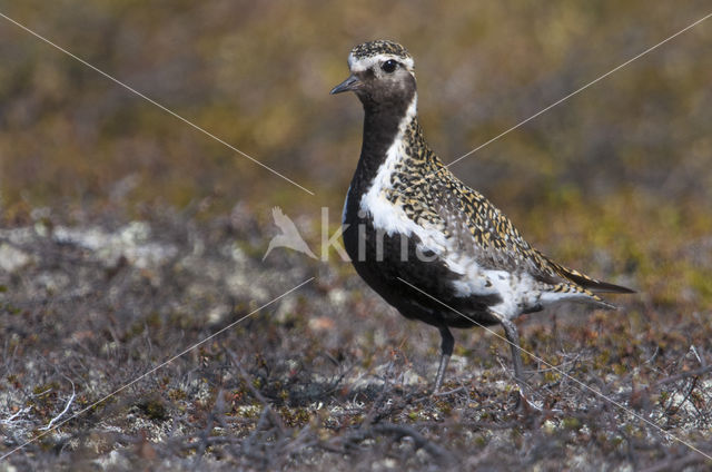 Goudplevier (Pluvialis apricaria)