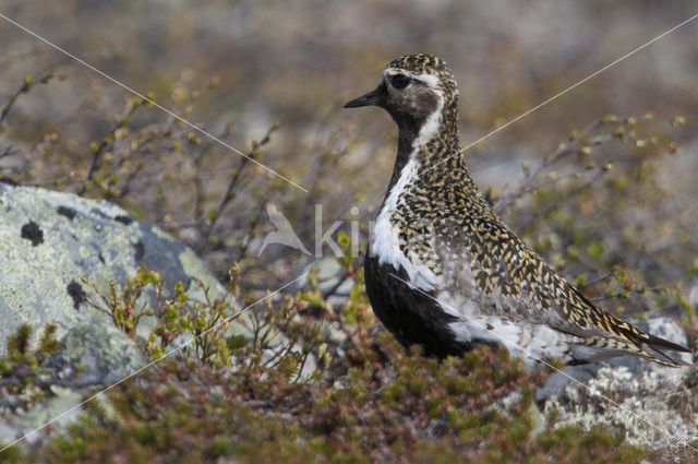 Goudplevier (Pluvialis apricaria)