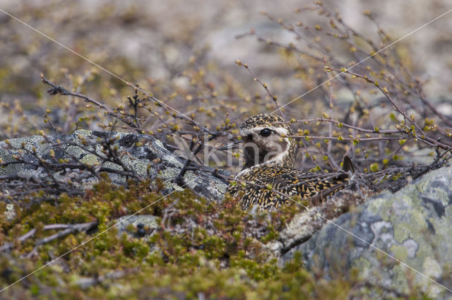 Goudplevier (Pluvialis apricaria)