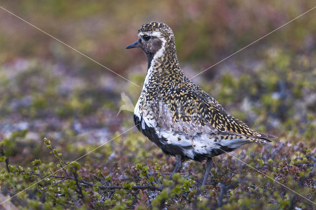 Goudplevier (Pluvialis apricaria)