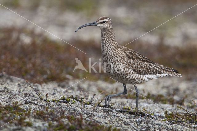 Regenwulp (Numenius phaeopus)