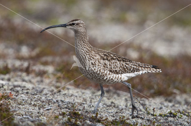 Whimbrel (Numenius phaeopus)
