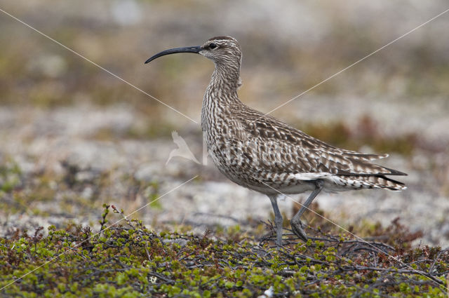 Whimbrel (Numenius phaeopus)