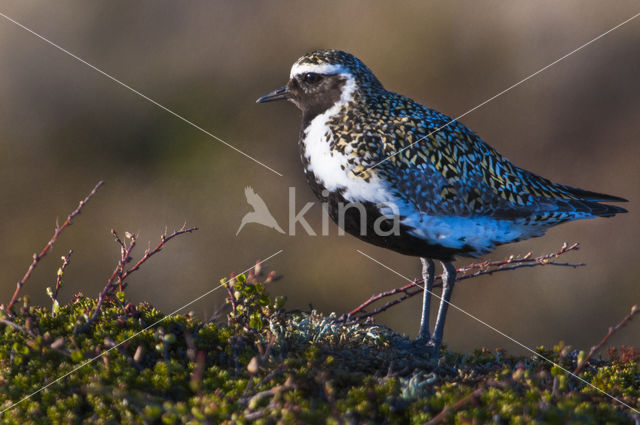 Goudplevier (Pluvialis apricaria)