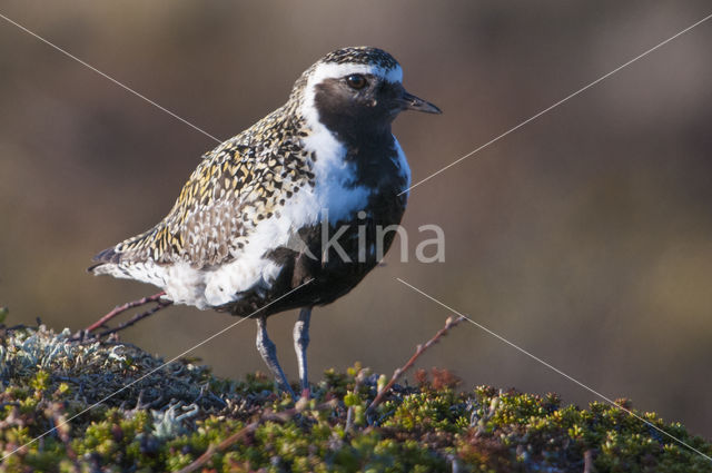 Goudplevier (Pluvialis apricaria)