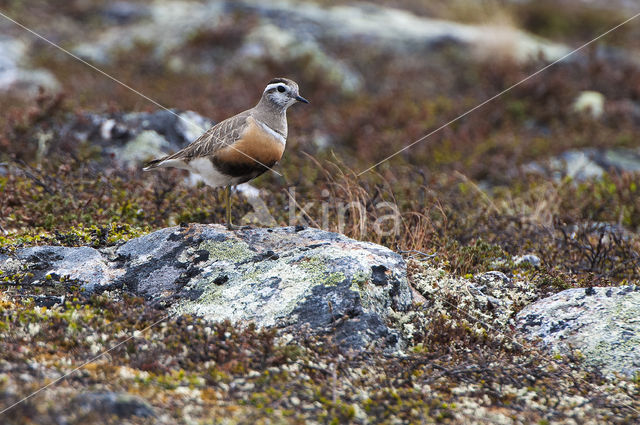 Morinelplevier (Eudromias morinellus)